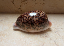 F cypraea pantherina HUGE SIZE 96.1 mm F+++ WOW specimen NICE red sea shell picture