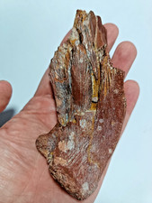 Magnificent Rare Cretaceous Coelocanth Fossil Fish Jaw Section Kem Kem MV44 picture
