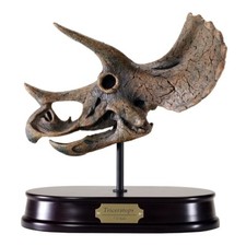 Triceratops Dinosaur Skull Model 1/10 Scale Replica by DinoStoreus picture