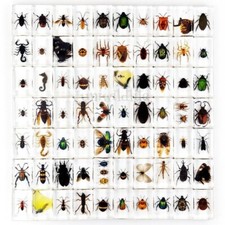 50 Pcs Insect in Resin Specimen For Educational Bugs Collection Real Insect Gift picture