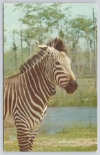 Dukane Press Postcard Lion Country Safari Zebra 1970 Unposted Loxahatchee FL picture