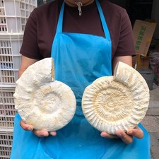 2pcs 6.97LB Natural Beautiful Ammonite Fossil Conch Crystal Specimen Healing picture