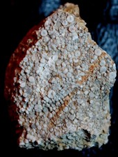 Dadocrinus - Early Triassic, Lower Muschelkalk fossil crinoid picture