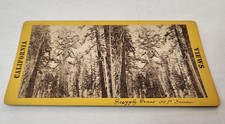 California Views Stereoview Grizzly Giant 33 Ft Diameter Antique picture