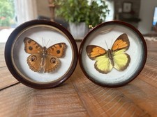 Vintage Enesco Taiwan Real Butterfly Wall Plaques Set Of 2 Shadow Box picture