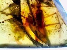 Dinosaur age Fossil Burmite AMBER SUPER RARE PREDATORY ROACH Authenticity Tested picture