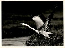 GA112 Original Underwood Photo FLYING HERON Bird Wings Feathers Animal Nature picture