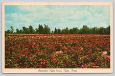Vintage 1962 Tyler Texas Roses Postcard - Rose Capital of the World picture