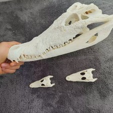 20cm Real Crocodile Head Skull Specimen Skeleton Animal Decor Collect Education picture