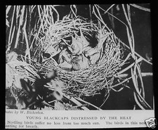 Glass Magic Lantern Slide BABY BLACKCAPS IN NEST  C1900 NATURE BIRDS L20 picture