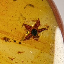 UNUSUAL FLOWER in Burmese / Burmite amber fossil / 100% genuine picture