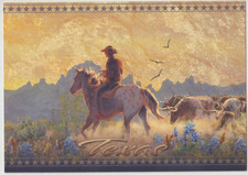 APPALOOSA Cowboy Cattle Steer Horse Art Postcard TEXAS picture