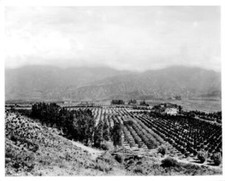 Panoramic view of East Glendale 1910 California Old Photo picture