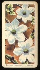 1961 Brooke Bond Red Rose Tea - CU3 Wild Flowers of North America #36 Dogwood picture