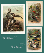 3 Antique Chromolithographs Birds Pigeons Pheasants Birds of Prey. c. 1895 picture