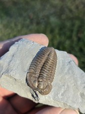 Flexicalymene retrorsa Trilobite Fossil A Grade Mt Orab Ohio No Restoration picture