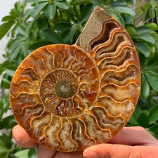 332G Rare Natural Tentacle Ammonite FossilSpecimen Shell Healing Madagas picture