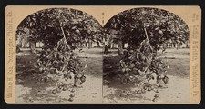 Photo:Florida Indian River Oranges 1892 Citrus Grove Stereoscopic View picture