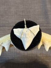 Shark tooth pendant. 1.1/8 inch modern upper Bull shark tooth ( NON ENDANGERED ) picture