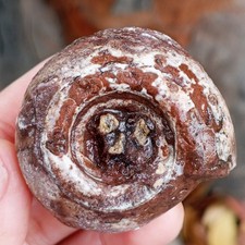 AMAZING RARE 50G BULK WHOLE ROUGH PERMIAN AMMONITE FOSSIL MOLLUSCA picture