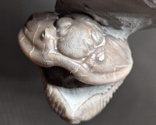 🇨🇦 SHIPPING - Flexicalymene retrorsa - Trilobite fossil from Ohio picture
