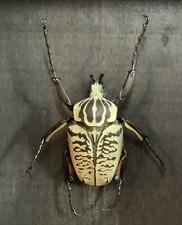 Detailed Goliath Beetle Framed Display Goliathus albosignatus Male Specimen picture