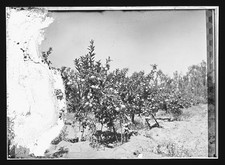 Photo:Orange Grove 1900s Citrus Orchard Trees picture