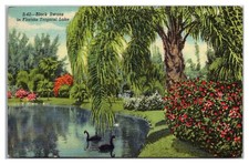 Black Swans In Florida Tropical Lake picture