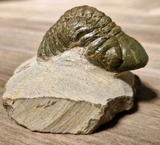 Trilobite Fossil  - Reedops sp. - 358 to 419 MYO picture