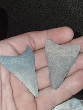 2 MEGALODON TEETH ODDITY WIERD DISEASED picture