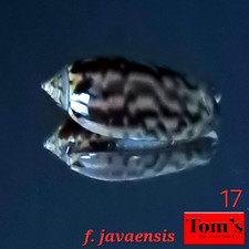 Oliva tigridella f. javaensis #17  23.7mm GEM GORGEOUS BEAUTY from East Java picture