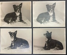 Vintage 1955 Vernacular Dog Photography Lot 4 Large B&W Prints Named Pet Tiny picture
