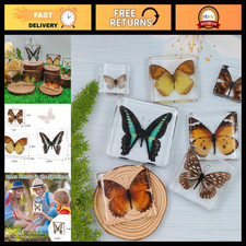 7 Pcs Real Butterflies in Resin - Preserved Insect Specimens for Education & Déc picture
