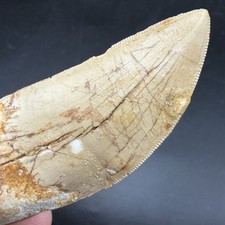 T-Rex Relative - Charcharodontosaurus Dinosaur Tooth Fossil Authentic 2.58” picture