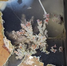 Priday Plume Agate - Thunder Egg - Rare - Beautiful Stuctured Plumes (97 grams) picture