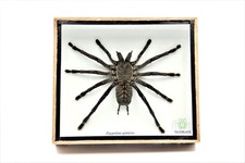 REAL GIANT BIRD EATING TARANTULA EURYPEIMA SPINCRUS SPIDER TAXIDERMY BOXED picture