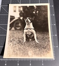 1930s BOSTON ? TERRIER DOG Pet Vtg Snapshot PHOTO picture