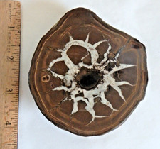 Septarian Nodule Cut & Polished   💚✨250 grams ✨ Mor patterning picture