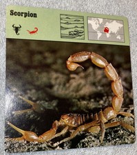 Vintage 1976 Animal Card - Scorpion - Printed In Japan picture