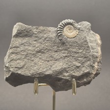 Promicroceras Calcite Ammonite on Matrix — PMC01 picture