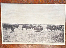 Buffalo on the 101 Ranch Bliss Oklahoma RPPC Divided Back Unposted picture