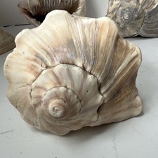 Vintage Large 8” Whelk Seashell Pink Peach NC Beach House Coastal Decor Natural2 picture