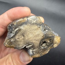 ICE AGE MEGAFAUNA POLISHED HORN SEGMENT SCHRAGER LINES PRESENT  picture