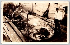 RPPC Whale Shark On Display Next To Captain Key West FL RARE ANTIQUE Postcard picture