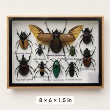 Real 5-Horned Rhinoceros Beetle & Mixed Insect Display Frame, 8×6 in picture
