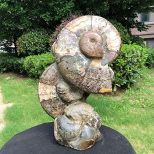 10.4LB Natural Ammonite Cluster Fossil Polished Specimen Healing Collection 6267 picture
