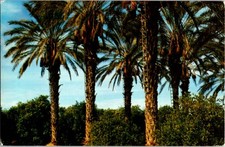 Indio CA postcard ENORMOUS DATE PALM GROVE SOUTHERN CALIFORNIA s/27 BE1380 picture
