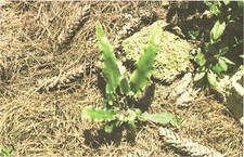 Harford County MD Hart's-Tongue Fern Rare Plant Chrome Postcard Unused picture