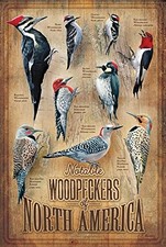 Wild Wings Backyard Woodpeckers of North America 12