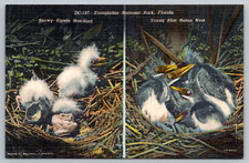 c1940s Everglades National Park Snowy Egrets Heron Nest Miami FL Postcard picture